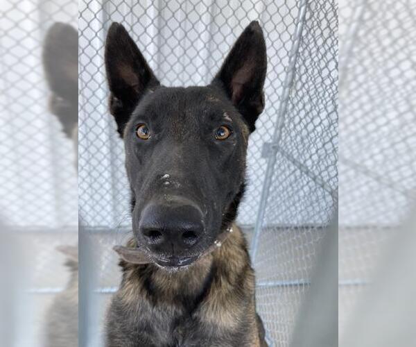 Medium Photo #1 Mutt Puppy For Sale in Bakersfield, CA, USA