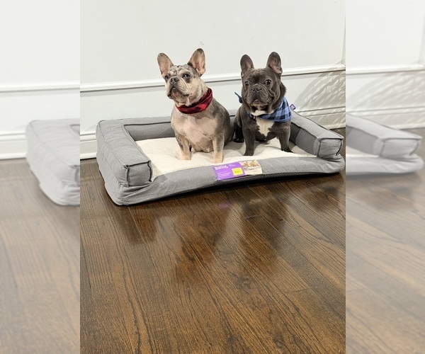Medium Photo #1 French Bulldog Puppy For Sale in MIDLOTHIAN, IL, USA