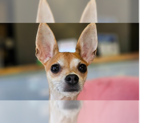 Chihuahua Dogs for adoption in Studio City, CA, USA