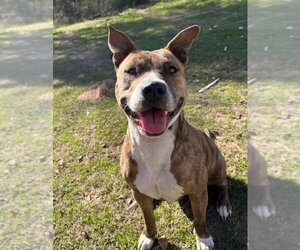 American Staffordshire Terrier-Unknown Mix Dogs for adoption in Austin, TX, USA