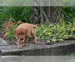 Small Photo #8 Golden Retriever Puppy For Sale in GREENWOOD, WI, USA