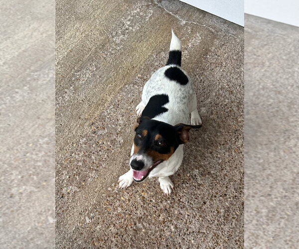 Medium Photo #1 Jack Russell Terrier Puppy For Sale in Oak Bluffs, MA, USA