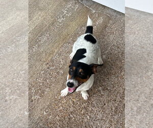 Jack Russell Terrier Dogs for adoption in Oak Bluffs, MA, USA