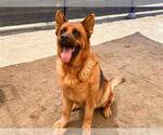 Small #2 German Shepherd Dog