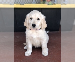 Golden Retriever Puppy for sale in WESTLAKE VILLAGE, CA, USA