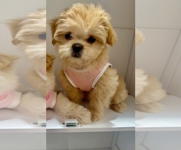 Medium Photo #1 Shih Tzu Puppy For Sale in LOS ANGELES, CA, USA