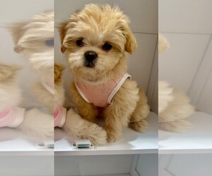 Shih Tzu Puppy for sale in LOS ANGELES, CA, USA