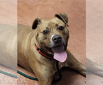 Small Photo #10 American Staffordshire Terrier-Unknown Mix Puppy For Sale in Spotsylvania, VA, USA