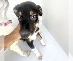 Small #1 Labrador Retriever