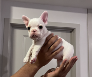 French Bulldog Puppy for sale in HOUSTON, TX, USA