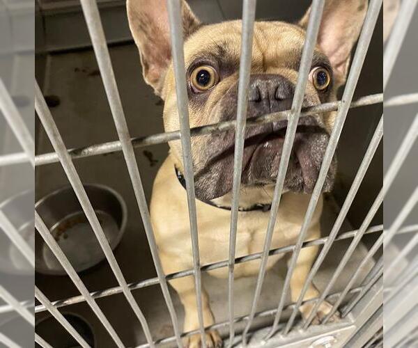 Medium Photo #1 French Bulldog Puppy For Sale in Modesto, CA, USA