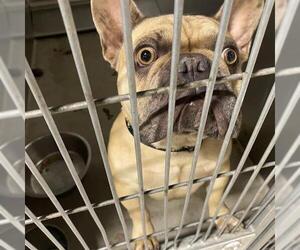 French Bulldog Dogs for adoption in Modesto, CA, USA