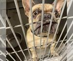 A615475 - Male French Bulldog Dog for Adoption - Small photo