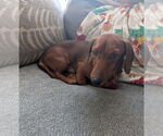 Small #1 Dachshund
