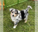 Puppy Zeus Australian Shepherd-Miniature Australian Shepherd Mix