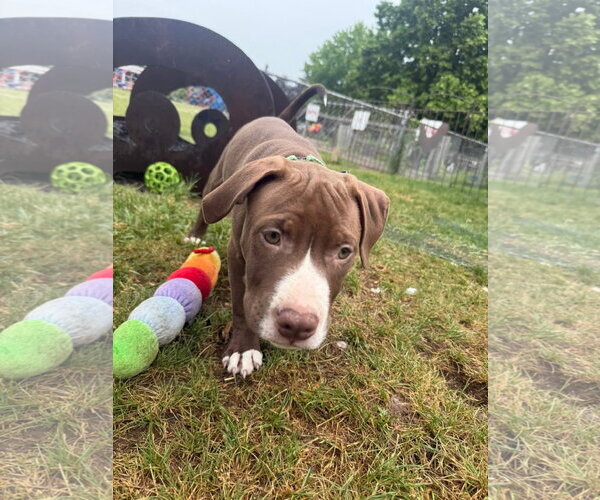 Medium Photo #4 Mutt Puppy For Sale in New London, WI, USA
