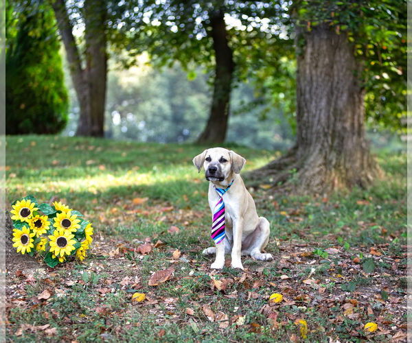 Medium Photo #3 German Shepherd Dog-Unknown Mix Puppy For Sale in Unionville, PA, USA