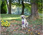 Small #2 German Shepherd Dog Mix