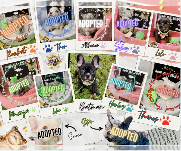 Medium Photo #1 French Bulldog Puppy For Sale in ATHENS, GA, USA