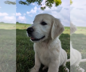 English Cream Golden Retriever Puppy for sale in WOOSTER, OH, USA