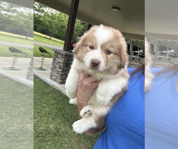 Medium Photo #3 Australian Shepherd Puppy For Sale in OPP, AL, USA