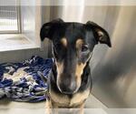 Small Doberman Pinscher Mix