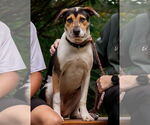 Small #3 American Staffordshire Terrier Mix