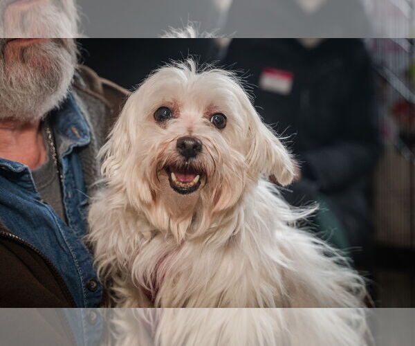 Medium Photo #1 Maltese Puppy For Sale in St. Louis Park, MN, USA