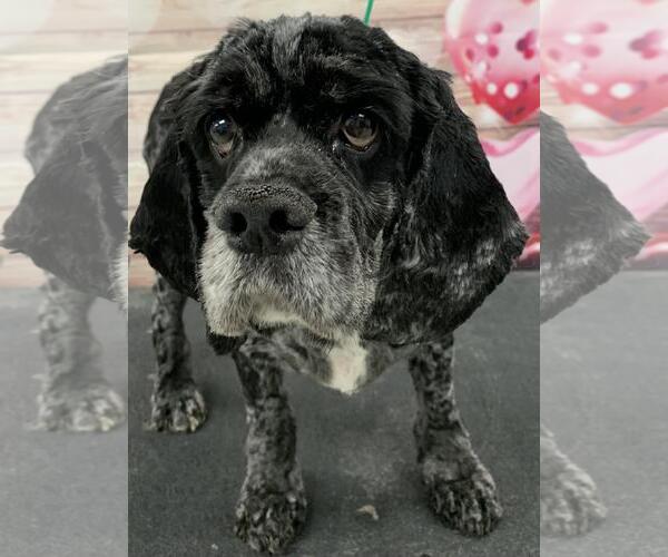 Medium Photo #6 Cocker Spaniel Puppy For Sale in Westminster, MD, USA