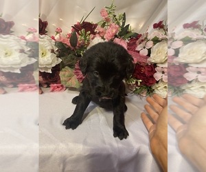 Labradoodle Puppy for sale in COLUMBIA, KY, USA
