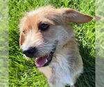 Small #5 Mutt