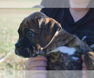 Boxer Puppy for sale in HUMBOLDT, NE, USA