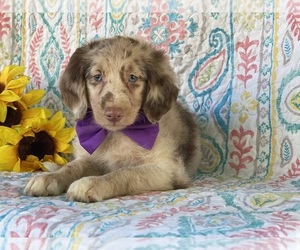 Aussiedoodle Puppy for sale in LANCASTER, PA, USA