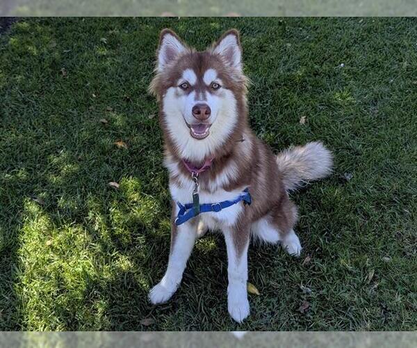Medium Photo #1 Siberian Husky Puppy For Sale in San Clemente, CA, USA