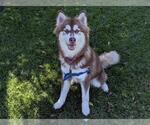 Small Siberian Husky