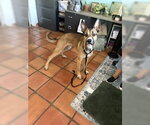 Small #5 German Shepherd Dog Mix