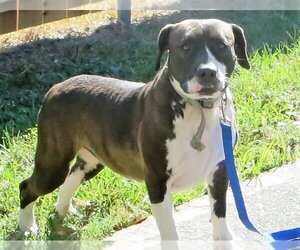 American Pit Bull Terrier-Unknown Mix Dogs for adoption in Lafayette, LA, USA