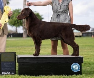 Father of the Flat Coated Retriever puppies born on 03/08/2026