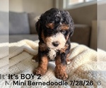 Small #5 Bernedoodle-Poodle (Miniature) Mix