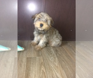 Yorkshire Terrier Puppy for sale in LAPEER, MI, USA