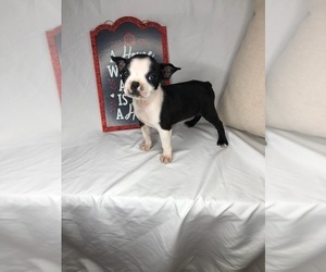 Boston Terrier Puppy for sale in INDIANAPOLIS, IN, USA