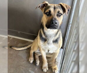 German Shepherd Dog Dogs for adoption in San Bernardino, CA, USA