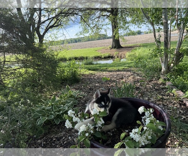 Medium Photo #7 Siberian Husky Puppy For Sale in ALTON, IL, USA