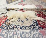 Small Photo #4 Great Pyrenees-Unknown Mix Puppy For Sale in Princeton, MN, USA
