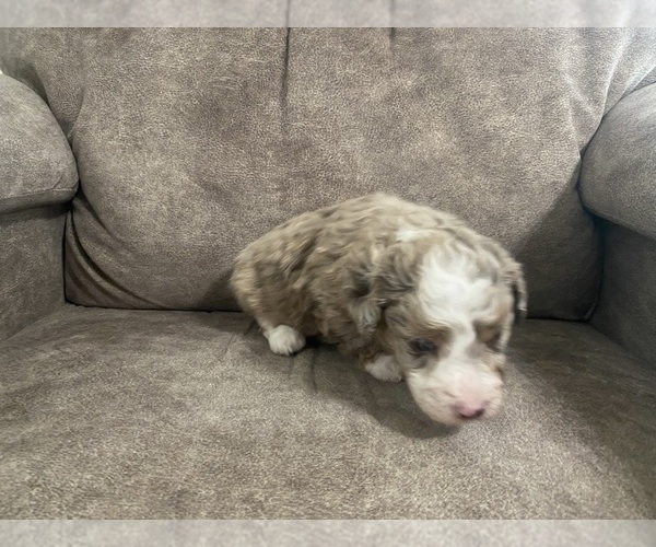Medium Photo #6 Aussiedoodle Miniature -Poodle (Miniature) Mix Puppy For Sale in GUNTERSVILLE, AL, USA