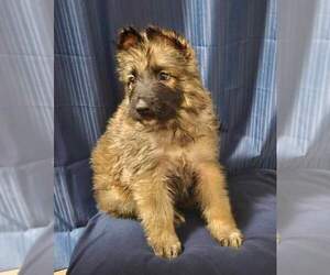 German Shepherd Dog Puppy for sale in ENOLA, PA, USA