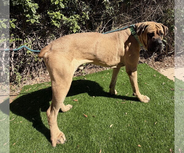 Medium Photo #4 Mastiff Puppy For Sale in Goodyear, AZ, USA