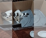 Small #1 Chihuahua