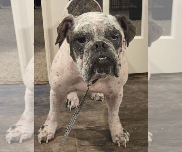 Medium Photo #2 Olde Bulldog Puppy For Sale in Rosenberg, TX, USA