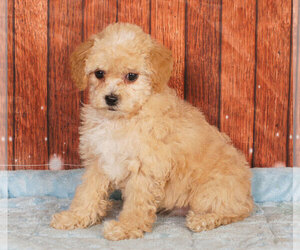 Shih-Poo Puppy for sale in PENNS CREEK, PA, USA